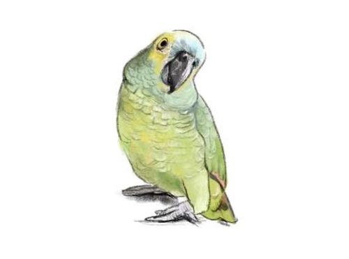 https://vicmarketpetshop.com.au/wp-content/uploads/2022/08/bird-category-image-1.png